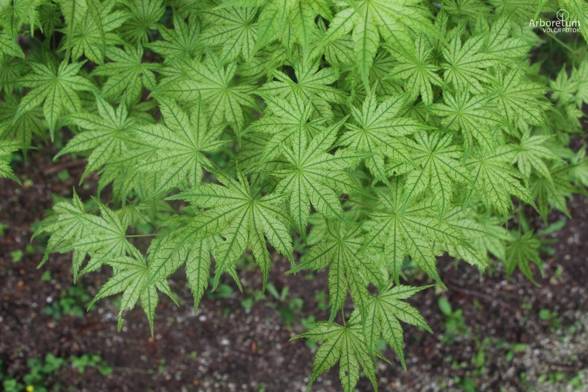 A-8-84_Acer palmatum ‘Shigitatsu Sawa’ _l