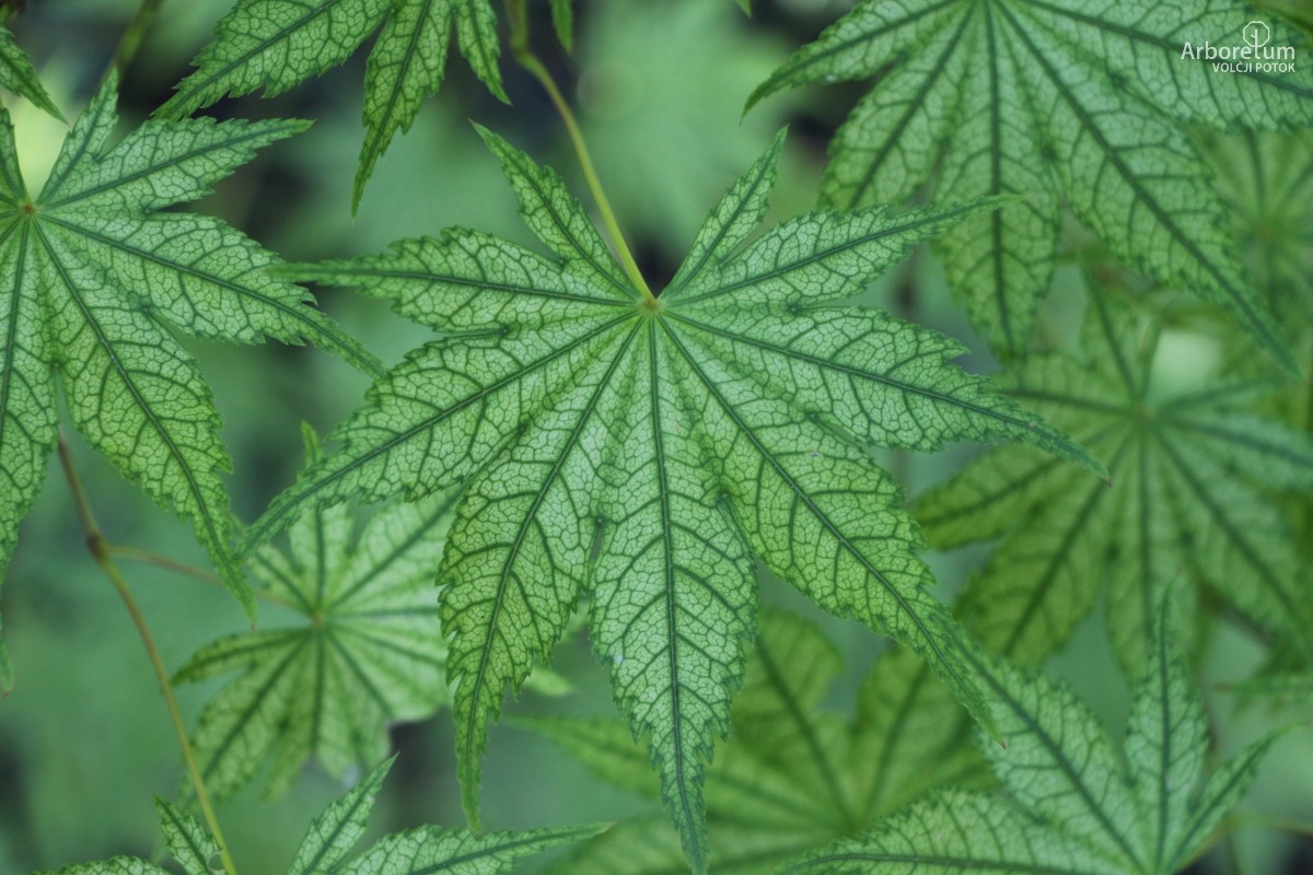 A-8-84_Acer palmatum ‘Shigitatsu Sawa’ _l4