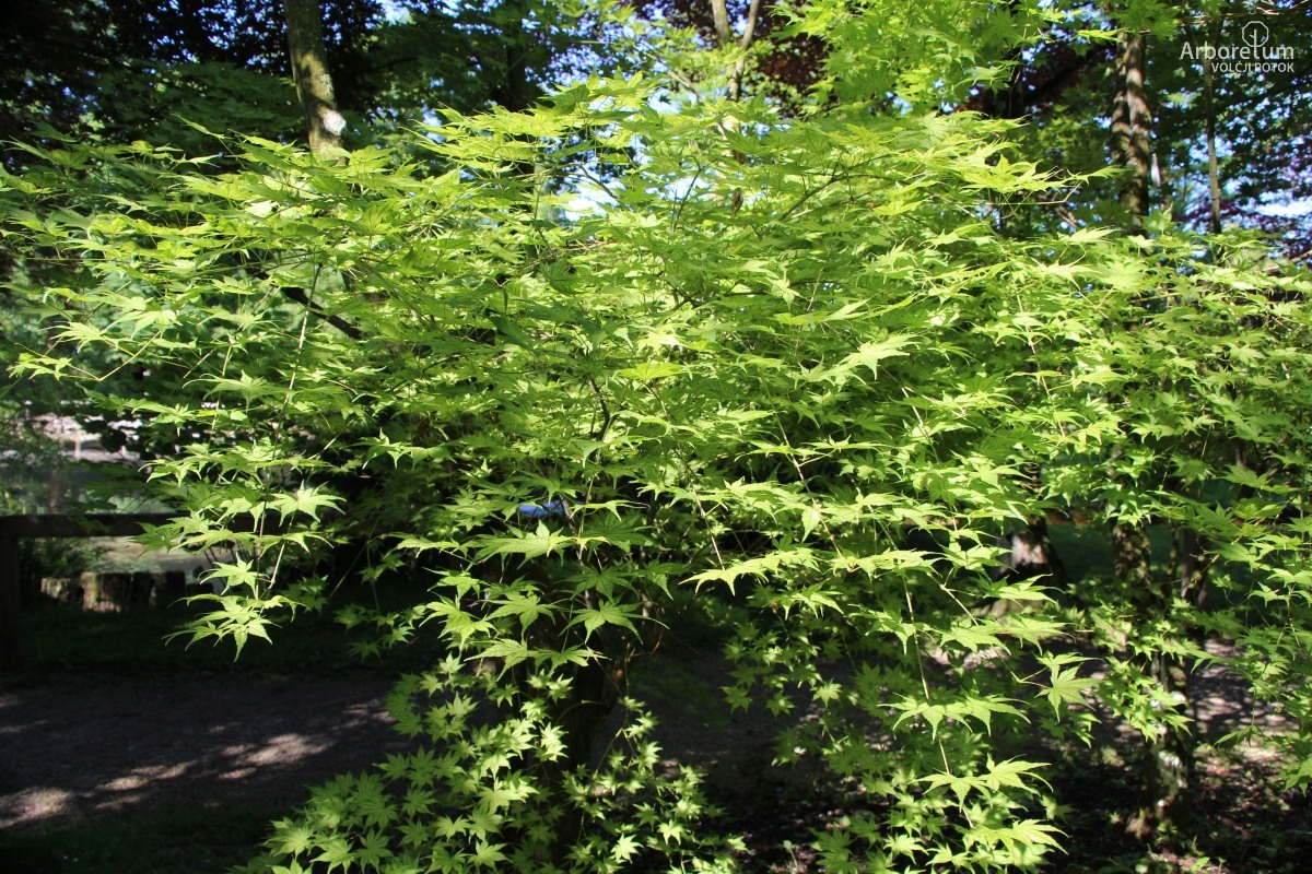 A-8-84_Acer palmatum ‘Shigitatsu Sawa’ _v2