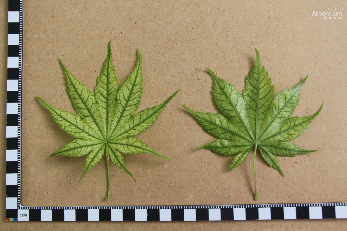 A-8-84_Acer palmatum ‘Shigitatsu Sawa’_l16_april