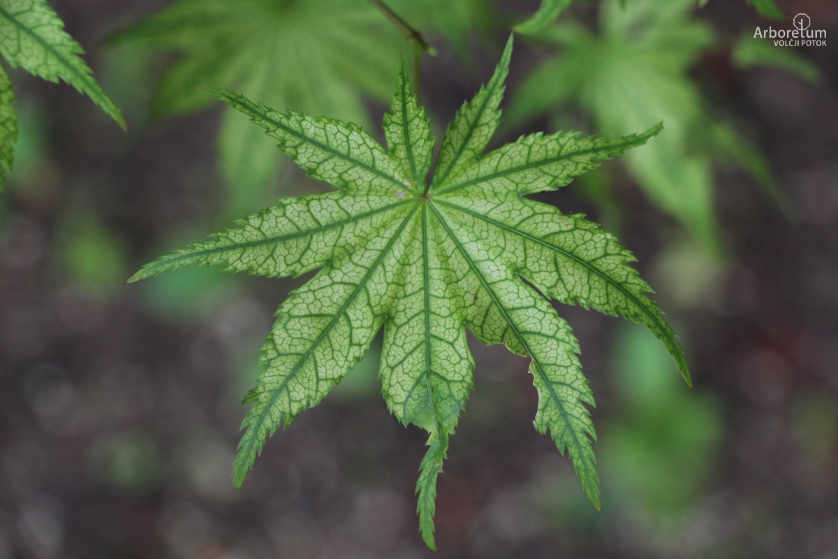 A-8-84_Acer palmatum ‘Shigitatsu Sawa’_l2
