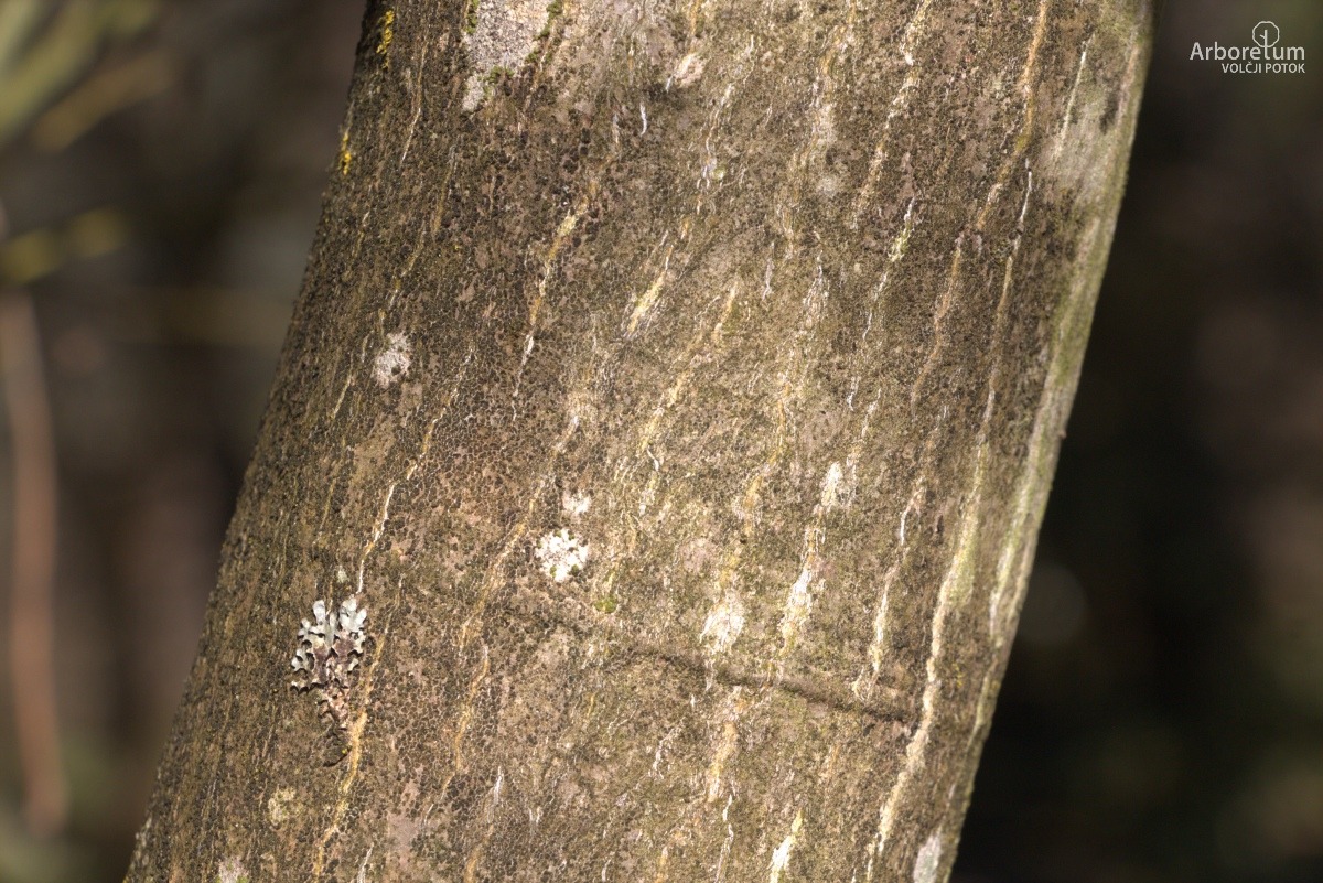A-8-85_Acer palmatum ‘Shigitatsu Sawa’_d5