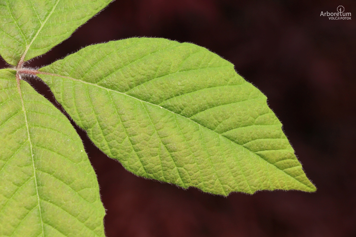 A-8-98_Acer maximowiczianum_l15_april