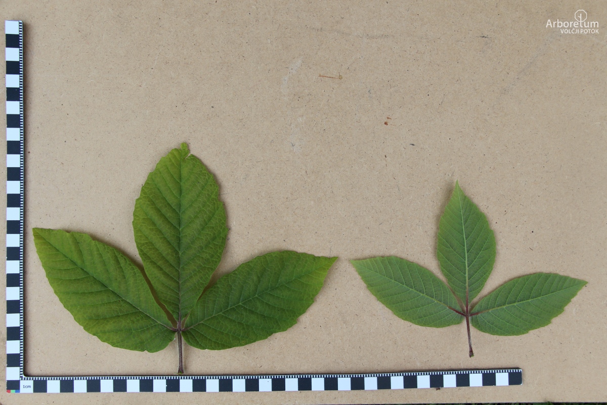 A-8-98_Acer maximowiczianum_l16_april
