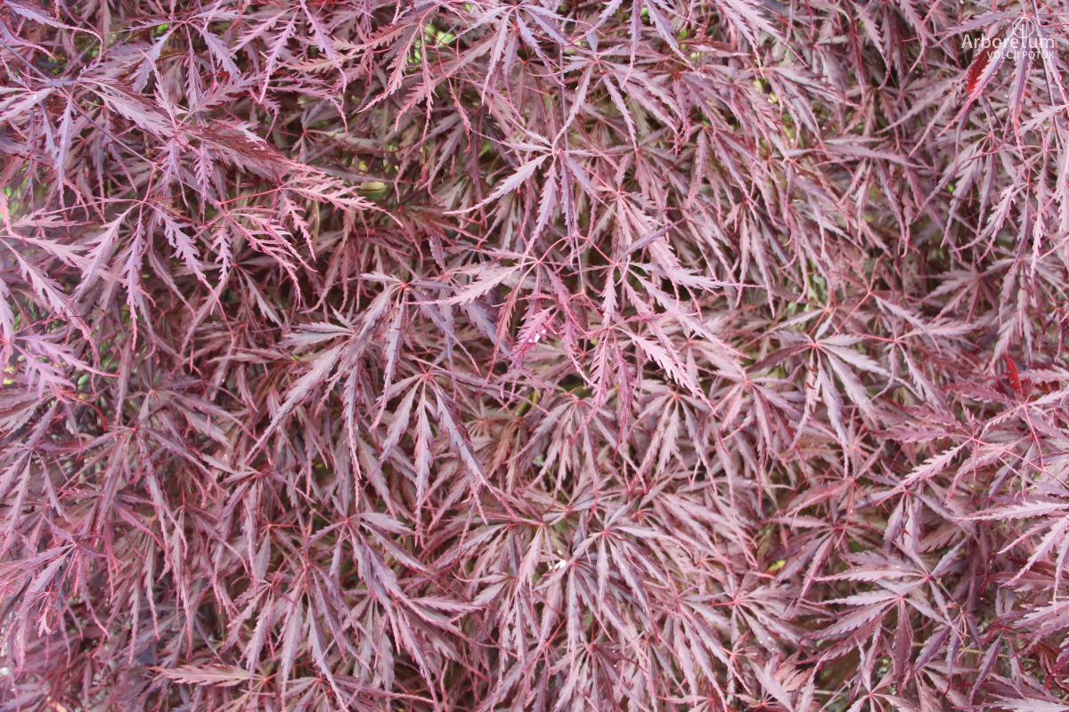 A-8-99_Acer palmatum ‘Tamukeyama’_l10_maj