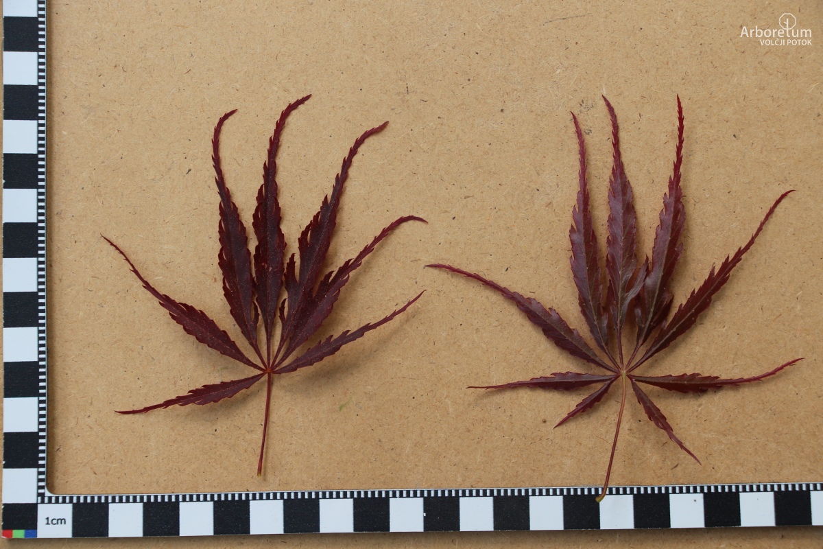 A-8-99_Acer palmatum ‘Tamukeyama’_l5_april