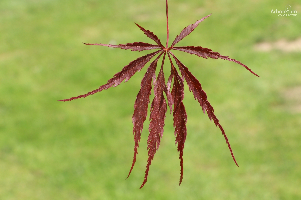 A-8-99_Acer palmatum ‘Tamukeyama’_l6_april