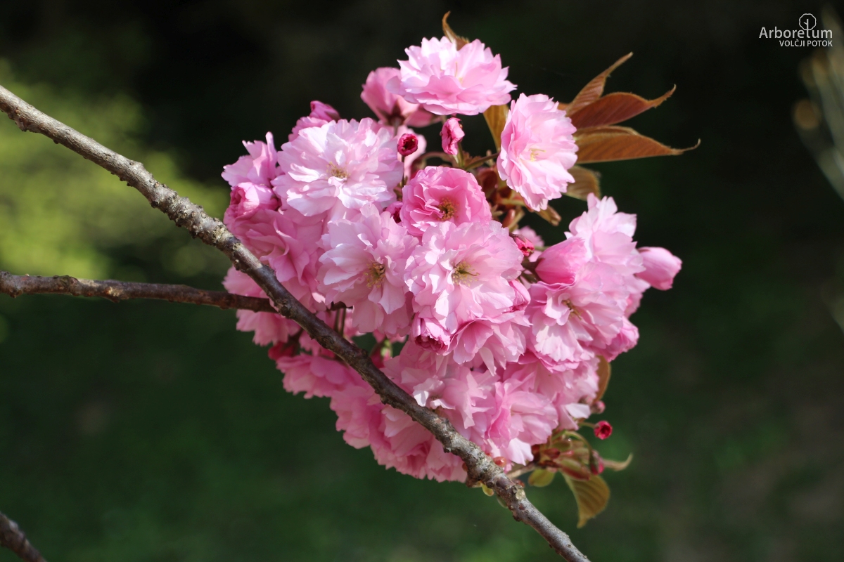 B-2-64_Prunus serrulata ‘Pink Perfection’ _c7