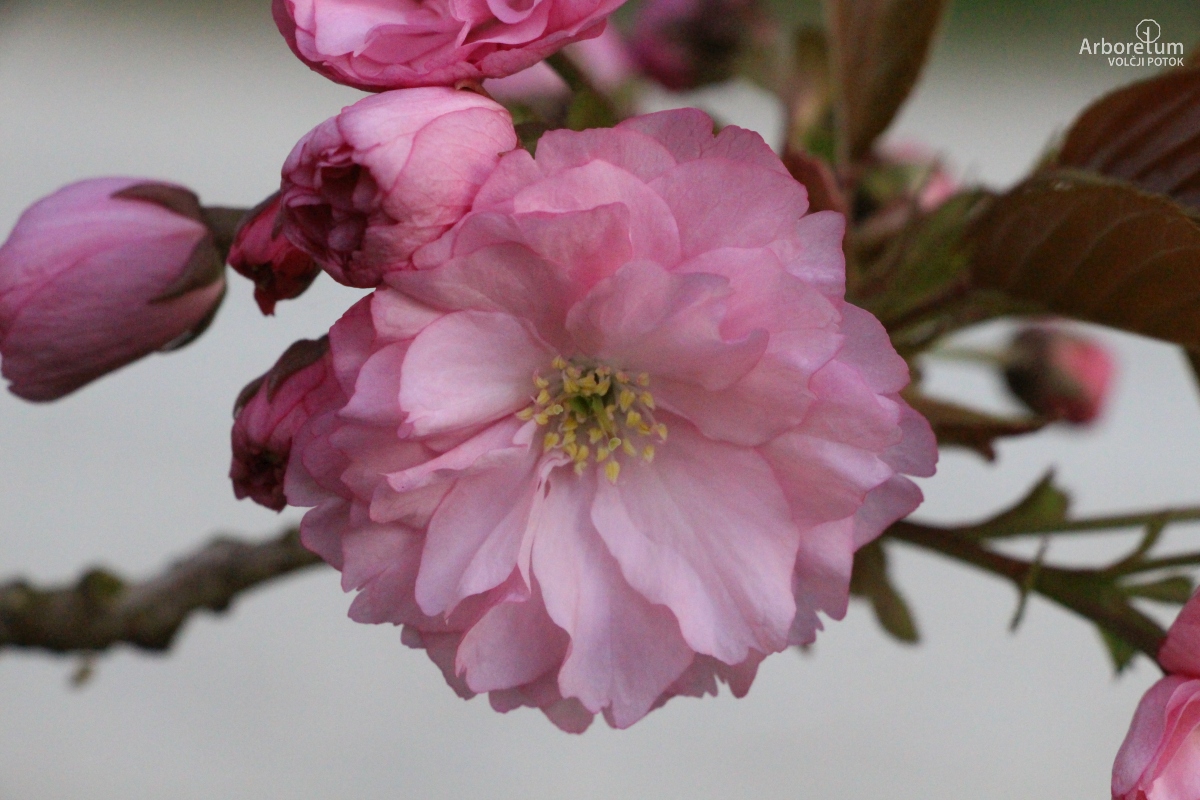 B-2-64_Prunus serrulata ‘Pink Perfection’_c5
