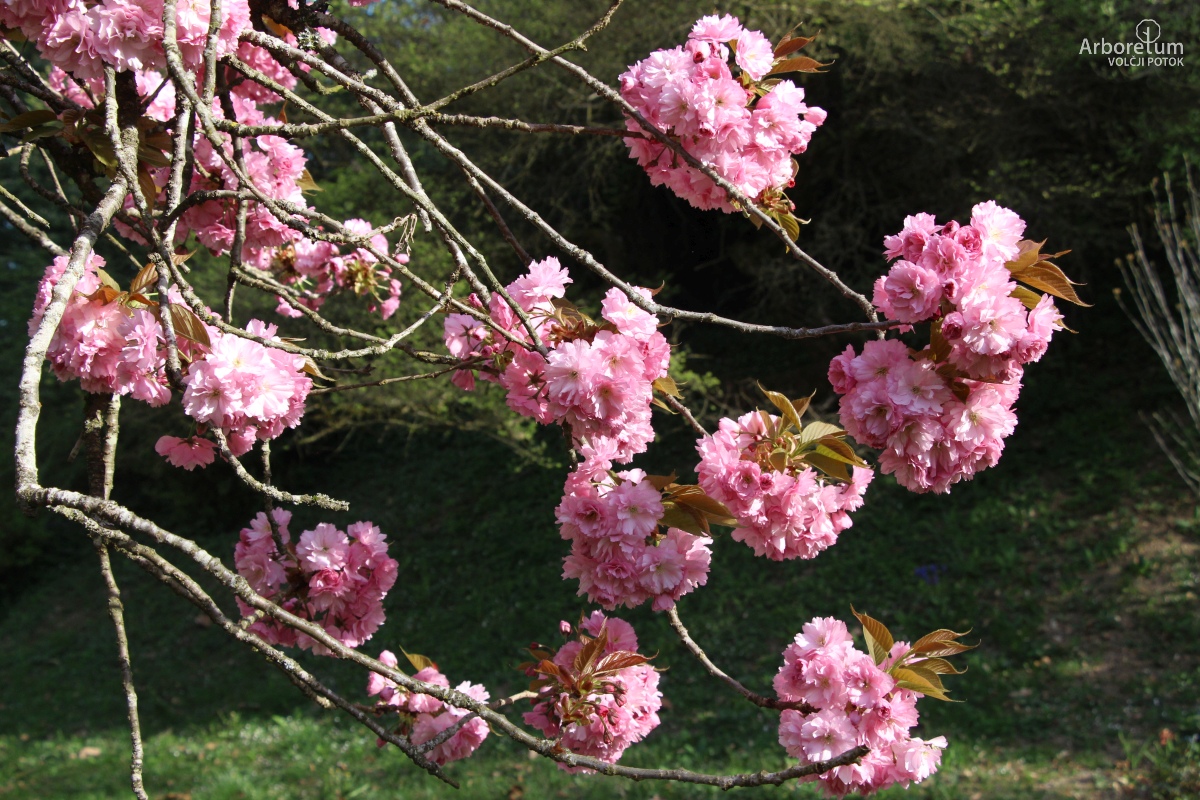B-2-64_Prunus serrulata ‘Pink Perfection’_v6