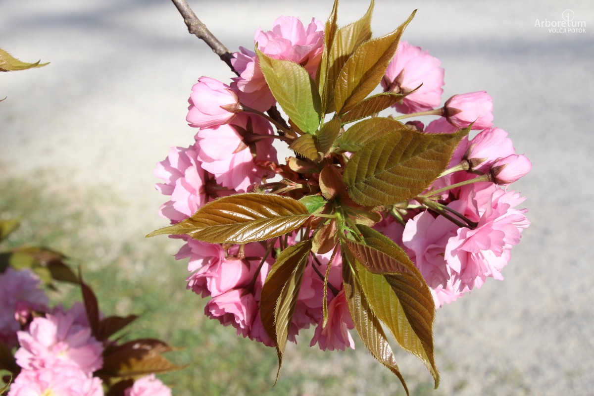 B-2-64_Prunus serrulata ‘Pink Perfection’_v7