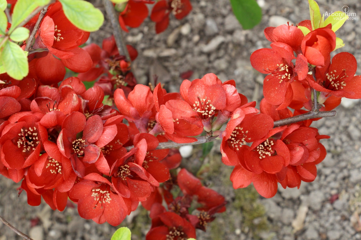 C-2-96_Chaenomeles × superba ‘Etna’_c4