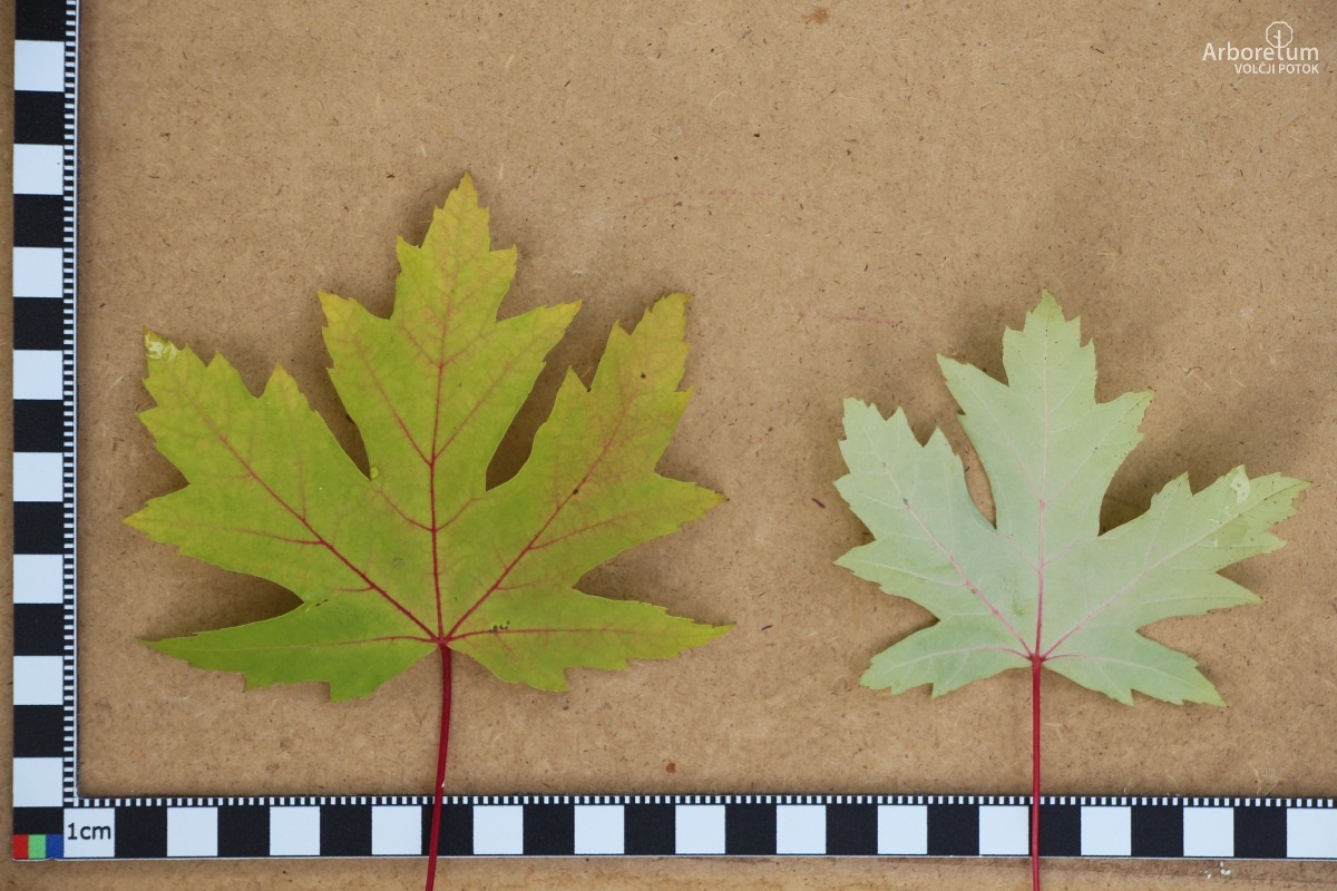 C-4-119_Acer saccharinum ‘Pyramidale’_l5