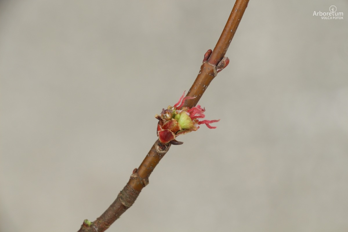 C-4-120_Acer saccharinum ‘Pyramidale’_c4