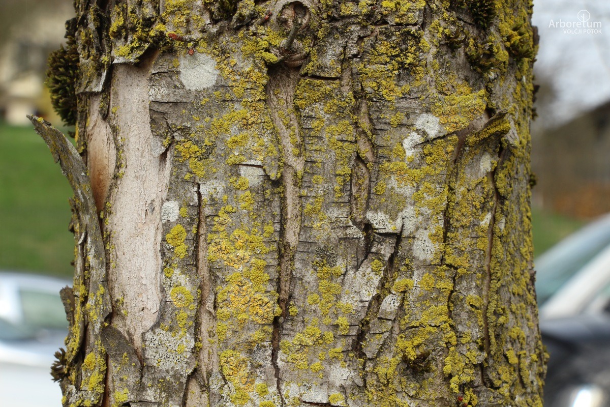 C-4-120_Acer saccharinum ‘Pyramidale’_d5
