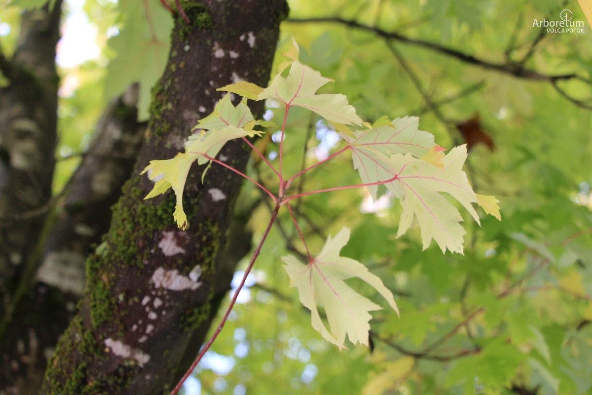C-4-122_Acer saccharinum ‘Pyramidale’_v6