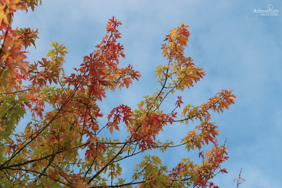 C-4-122_Acer saccharinum ‘Pyramidale’_v7