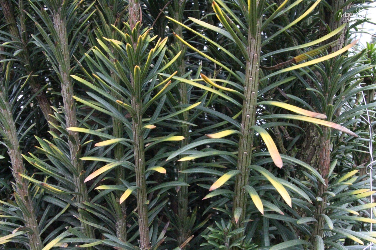 D-3-109_Cephalotaxus harringtonia ‘Korean Gold’_v