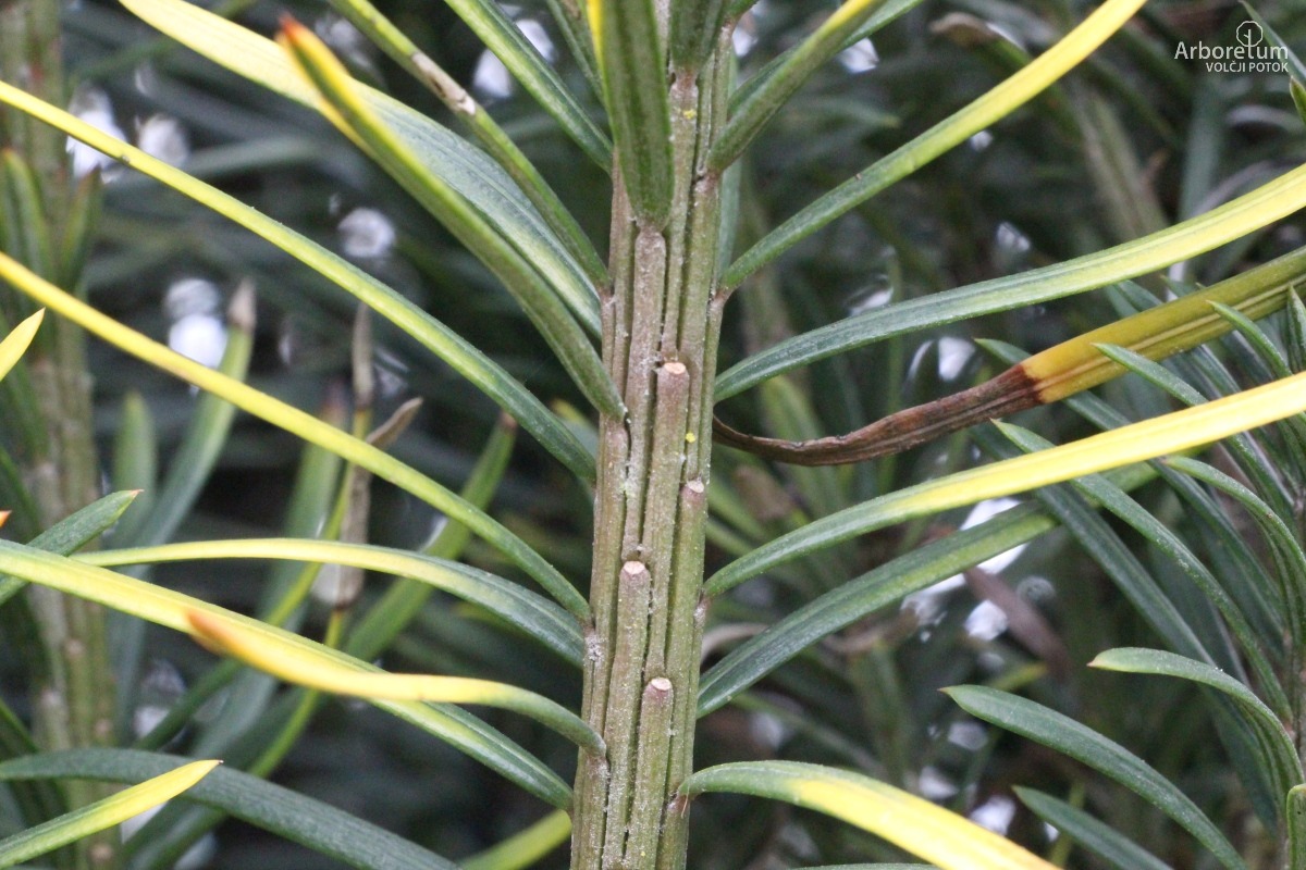 D-3-109_Cephalotaxus harringtonia ‘Korean Gold’_v2
