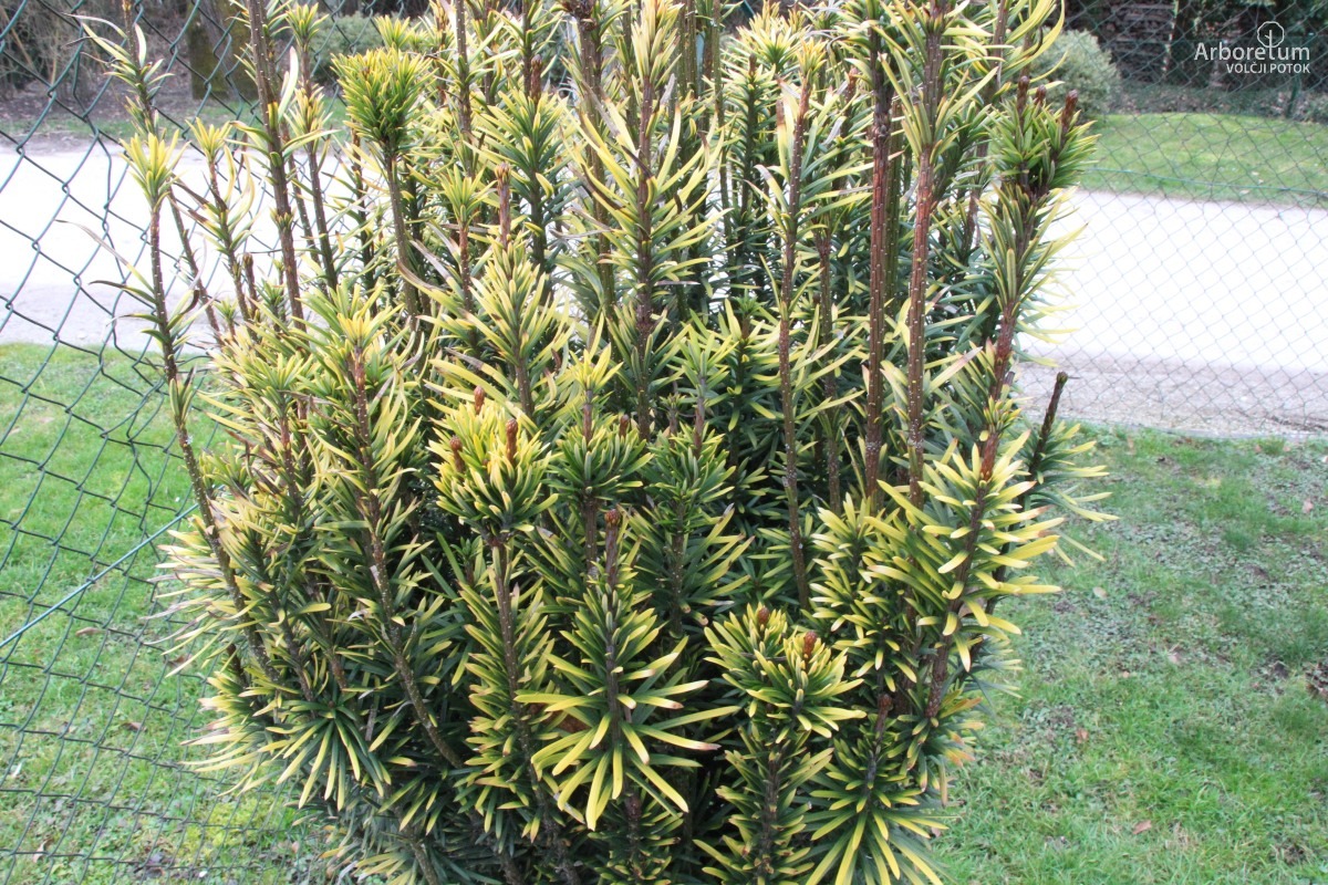 D-3-109_Cephalotaxus harringtonia ‘Korean Gold’_v3