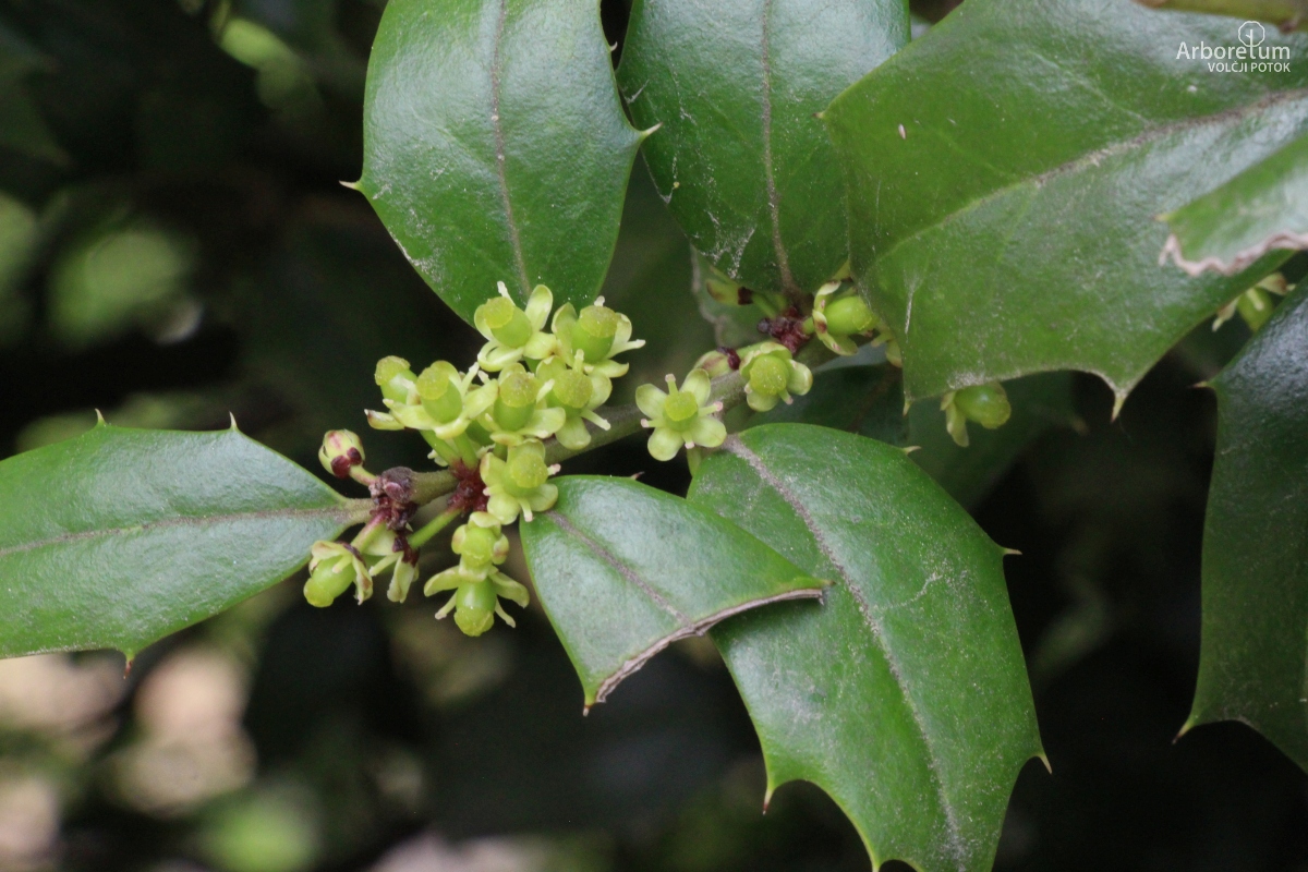 D-3-19_Ilex x meserveae ‘Blue Angel’_c6