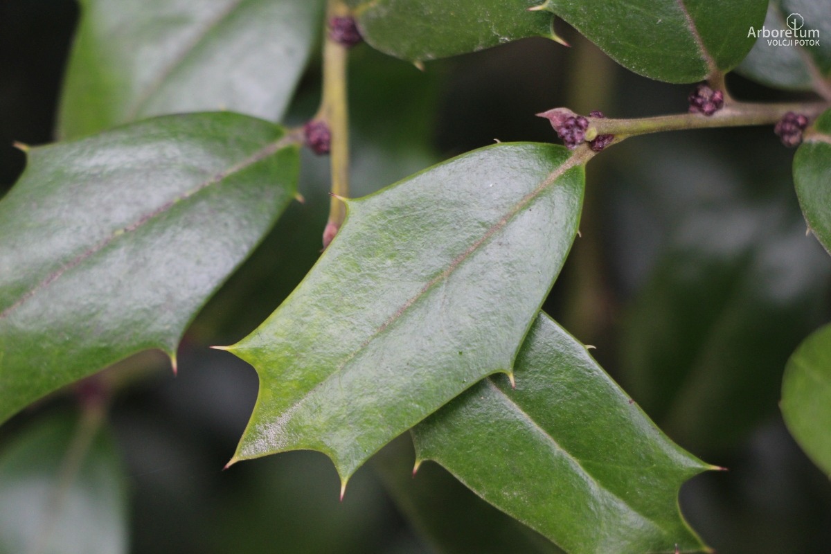 D-3-19_Ilex x meserveae ‘Blue Angel’_l