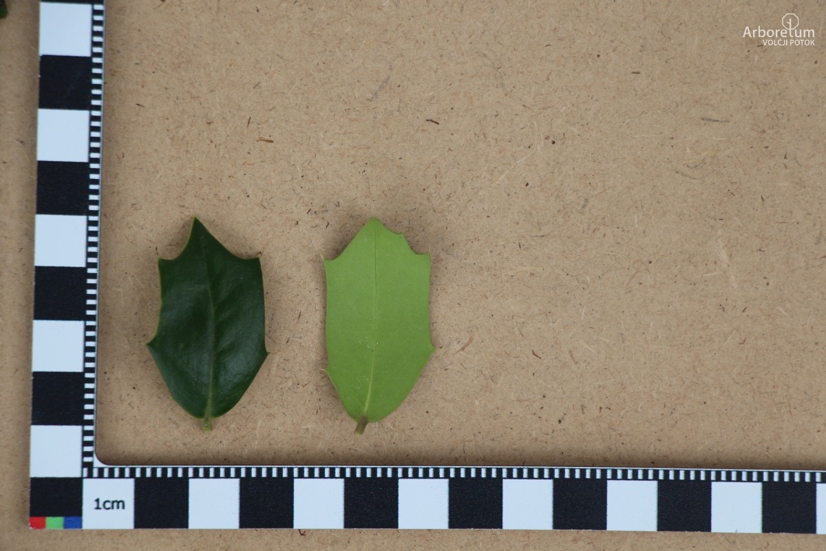 D-3-19_Ilex x meserveae ‘Blue Angel’_l5