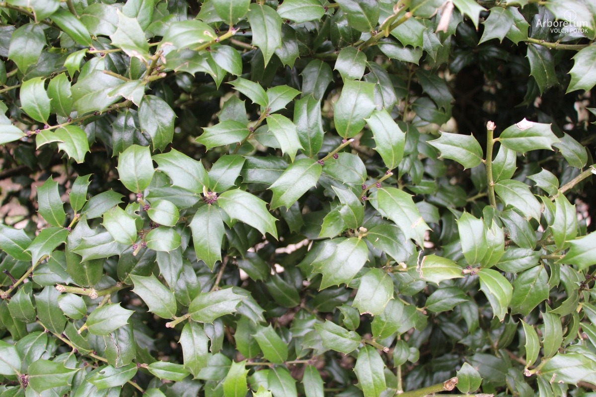 D-3-19_Ilex x meserveae ‘Blue Angel’_v