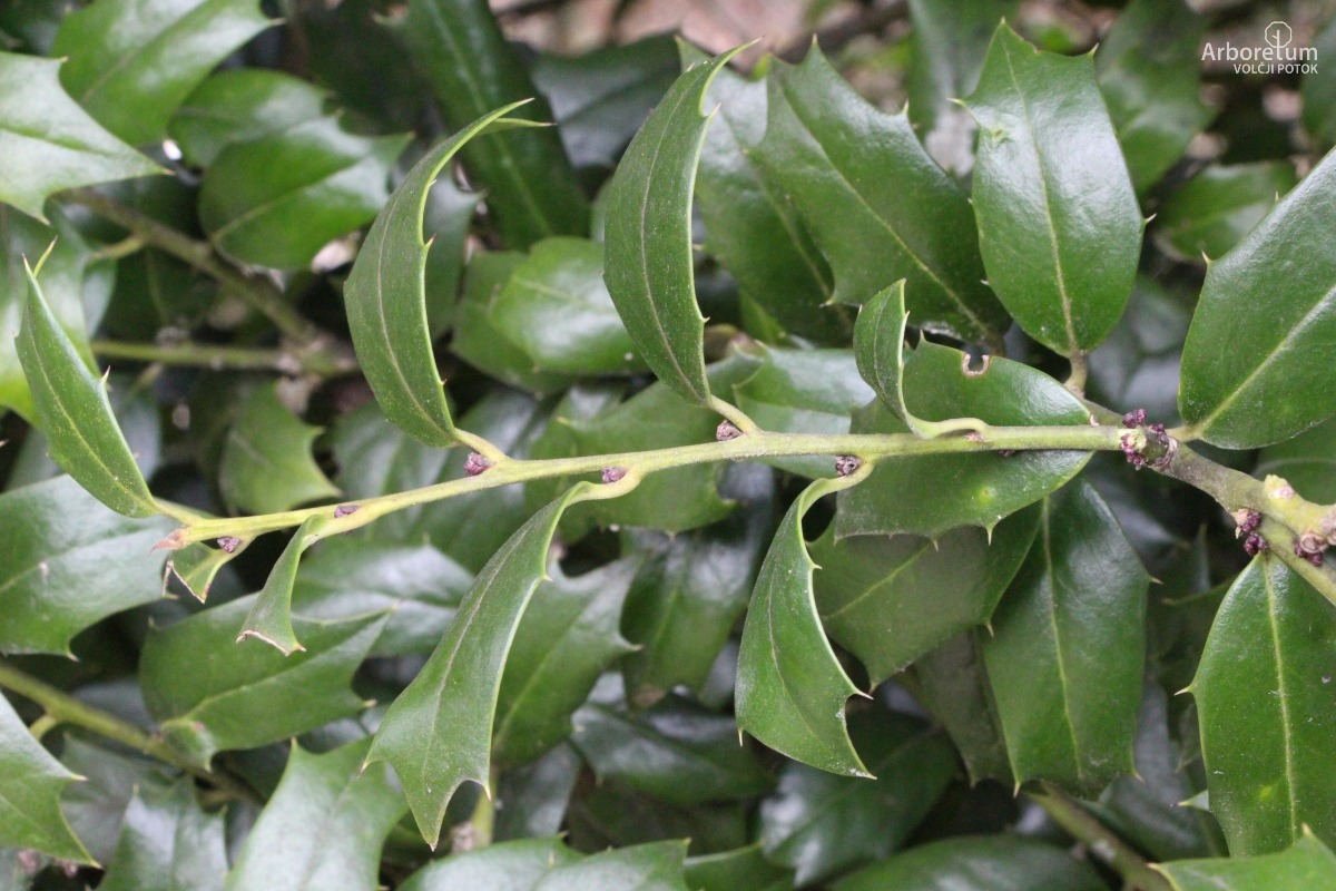 D-3-19_Ilex x meserveae ‘Blue Angel’_v2