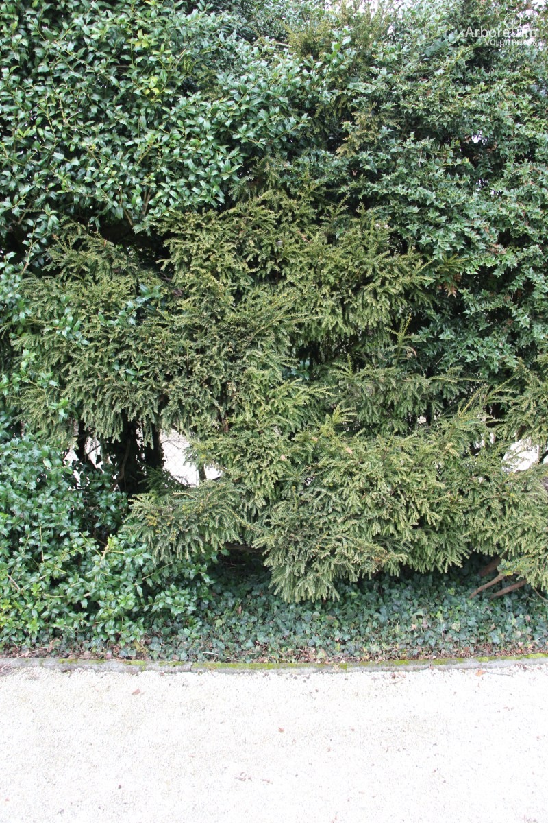 Navadna tisa 'Adpressa Aurea' - Arboretum