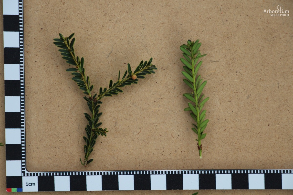 D-3-21_Taxus baccata ‘Adpressa Aurea’_l5