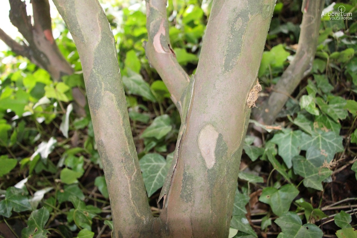 D-3-21_Taxus baccata ‘Adpressa Aurea’_v