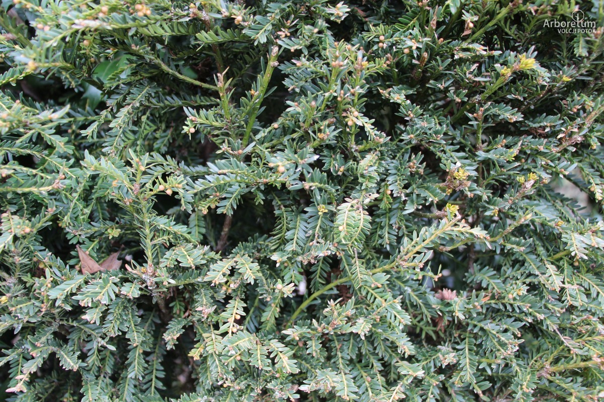 D-3-21_Taxus baccata ‘Adpressa Aurea’_v2