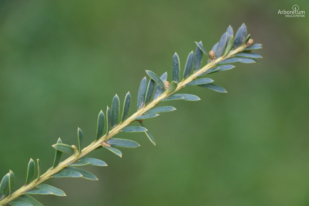 D-3-21_Taxus baccata ‘Adpressa Aurea’_v3