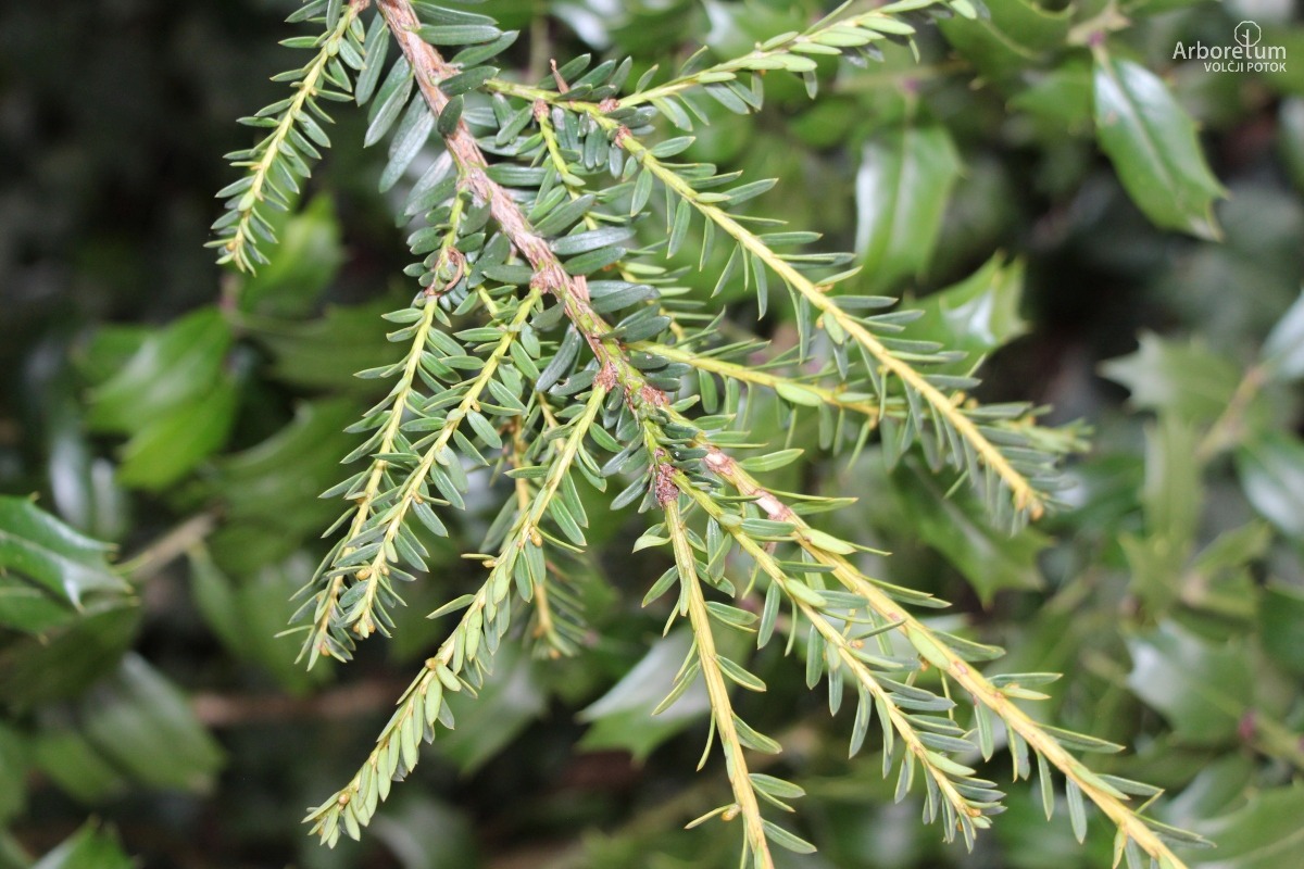 D-3-21_Taxus baccata ‘Adpressa Aurea’_v5