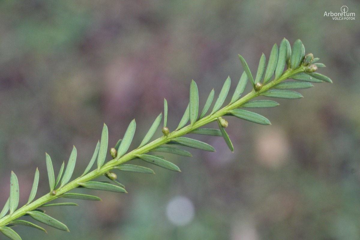 D-3-21_Taxus baccata ‘Adpressa Aurea’_v6