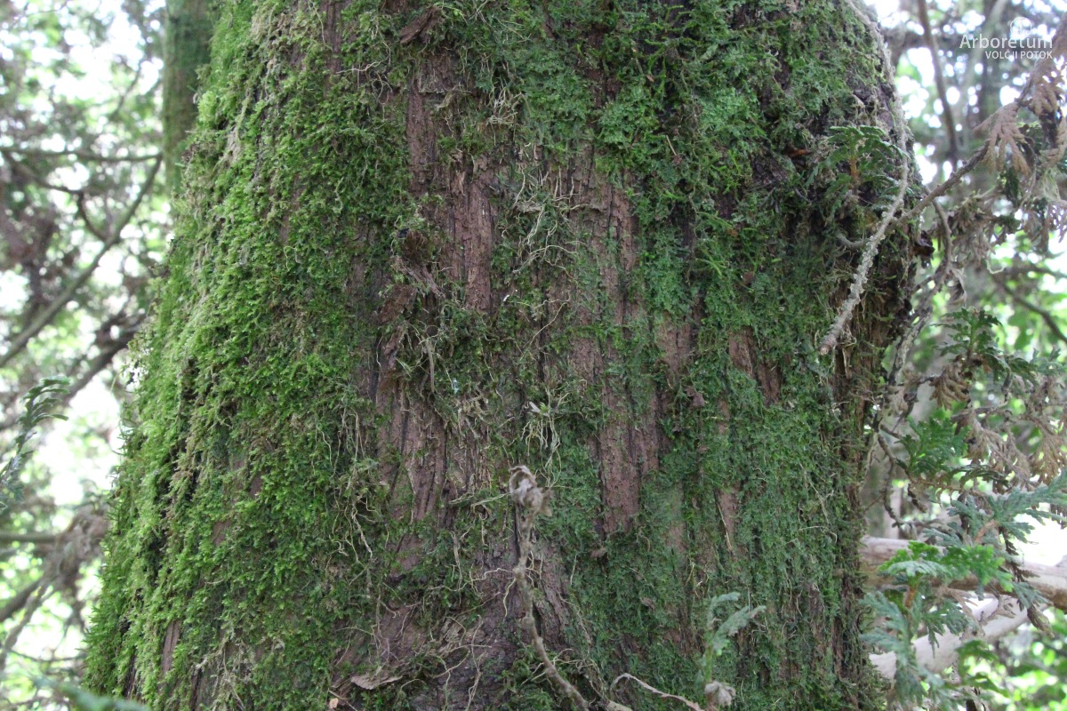 D-3-26_Thuja occidentalis ‘Columbia’_d4