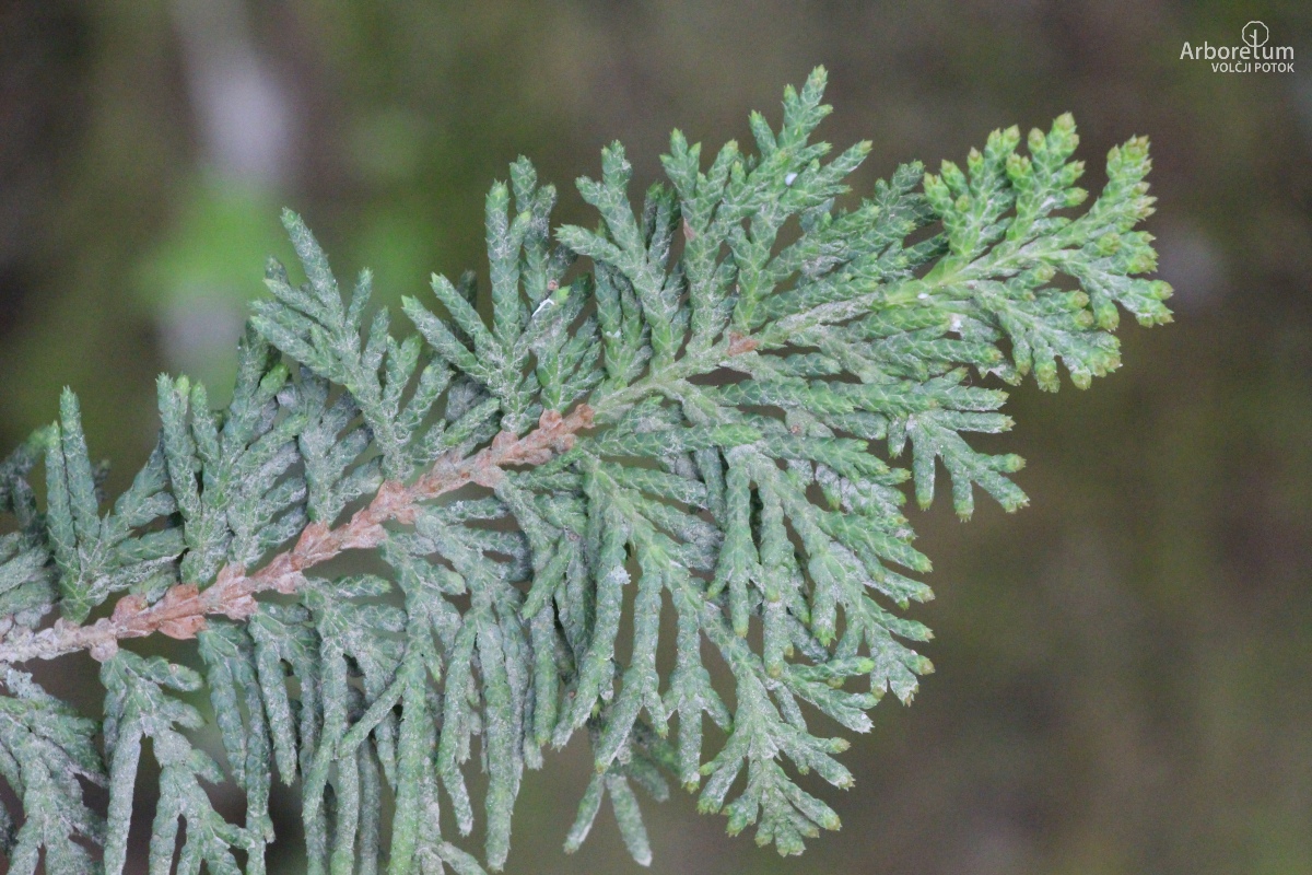 D-3-26_Thuja occidentalis ‘Columbia’_v4
