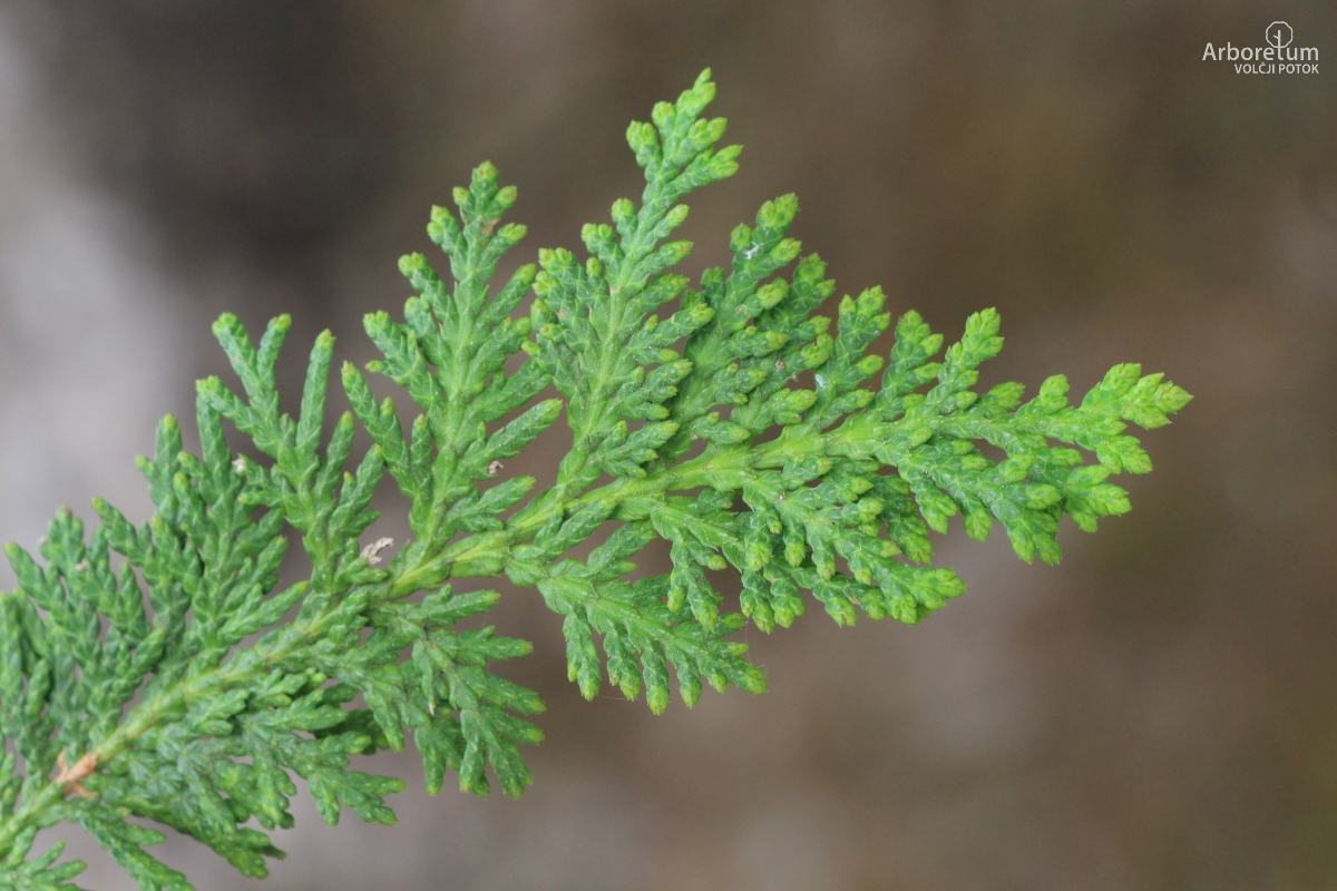 D-3-26_Thuja occidentalis ‘Columbia’_v5