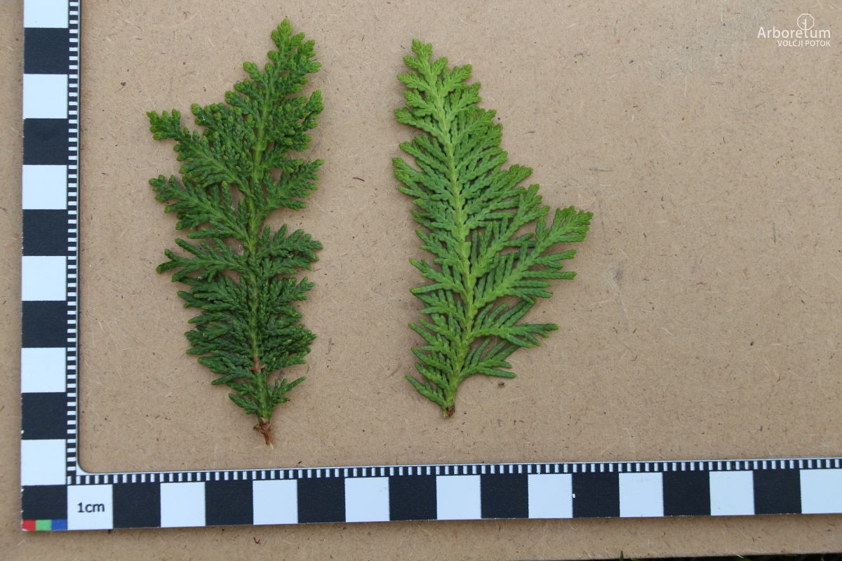 D-3-26_Thuja occidentalis ‘Columbia’_v6