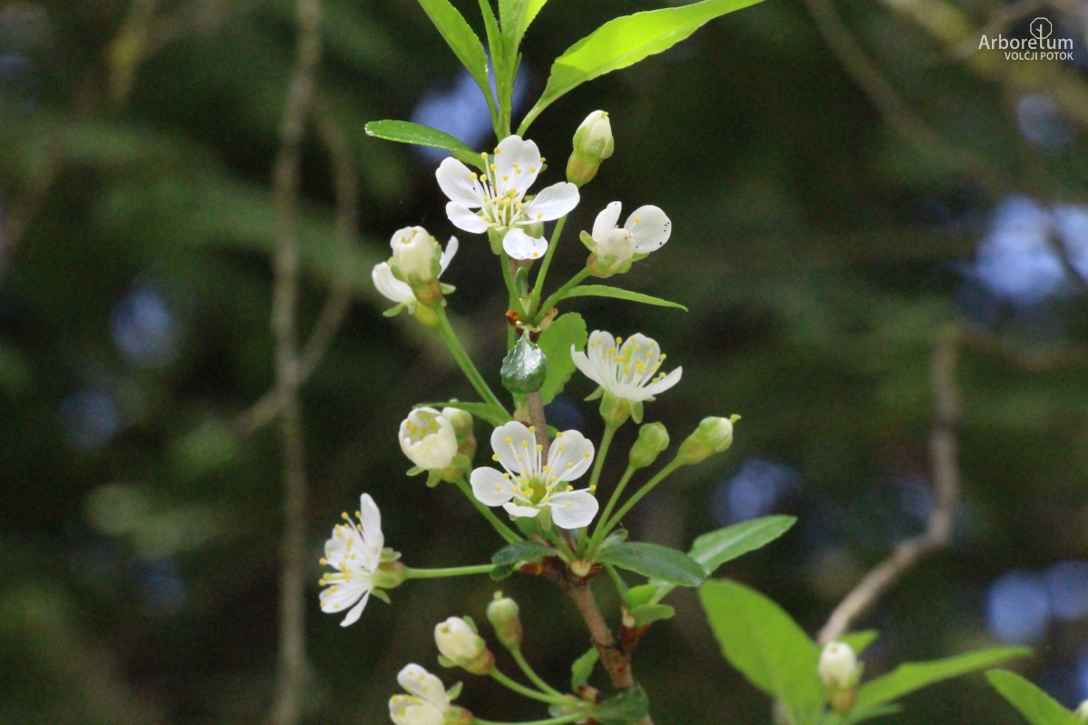 D-3-30_Prunus fruticosa ‘Globosa’_c6