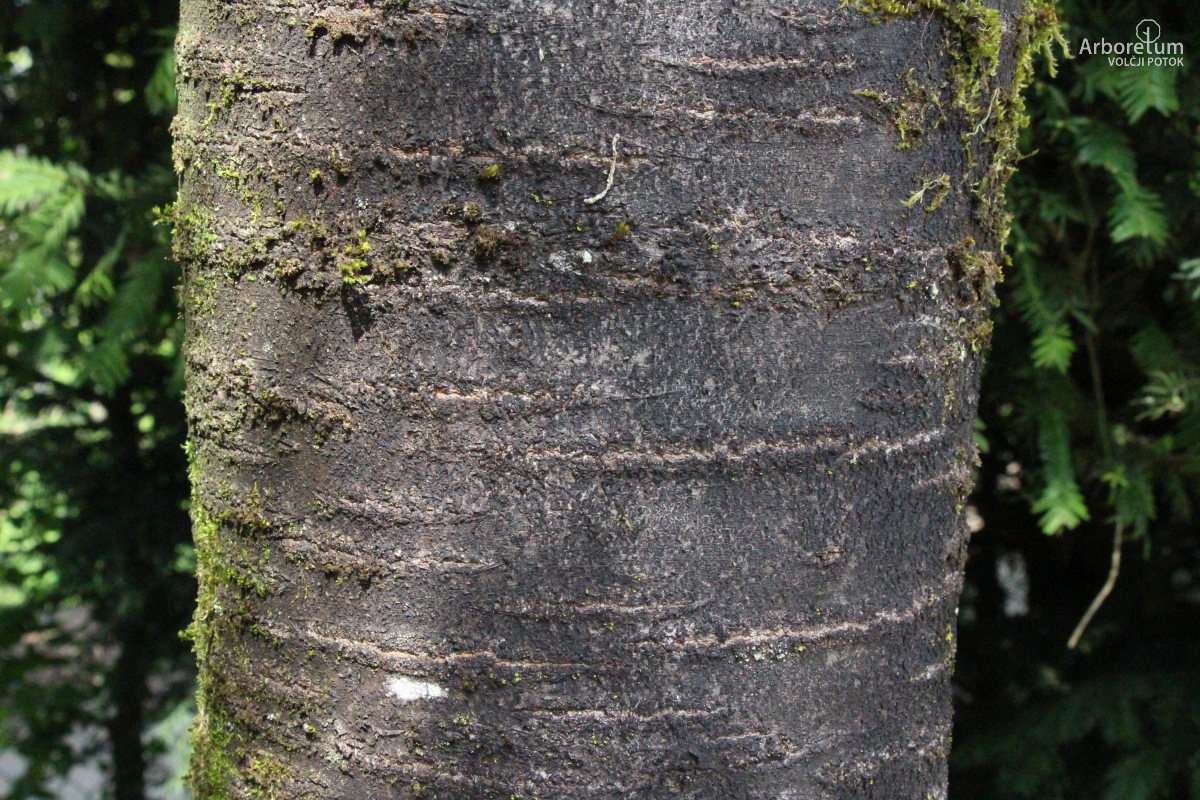 D-3-30_Prunus fruticosa ‘Globosa’_d4