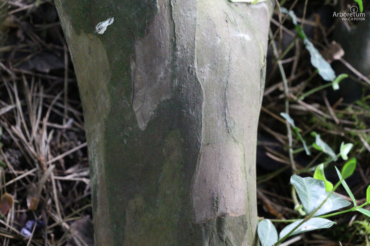 D-3-38_Taxus baccata ‘Davastonii Aurea’_d