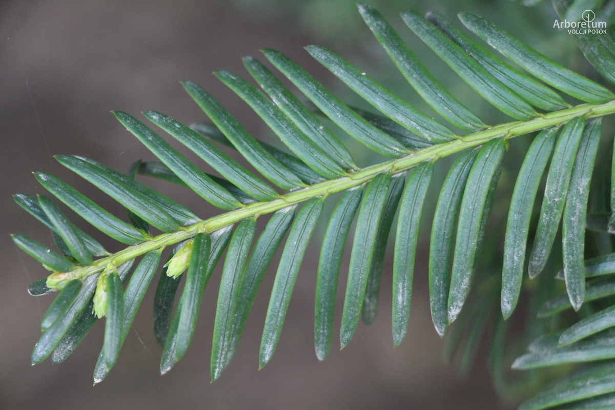 D-3-38_Taxus baccata ‘Davastonii Aurea’_v5