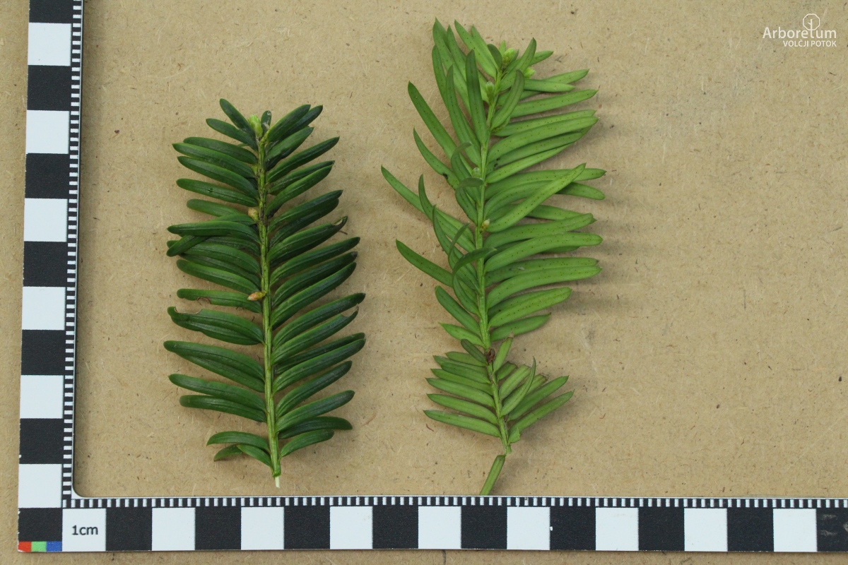 D-3-38_Taxus baccata ‘Davastonii Aurea’_v6