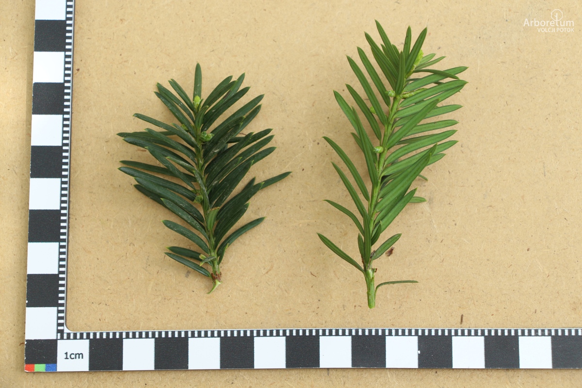 D-3-64_Taxus × media ‘Hicksii’_l5_april