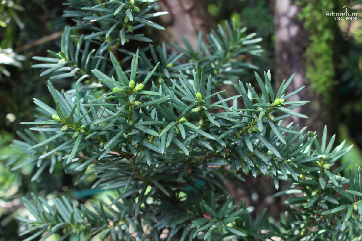 D-3-64_Taxus × media ‘Hicksii’_v6_april