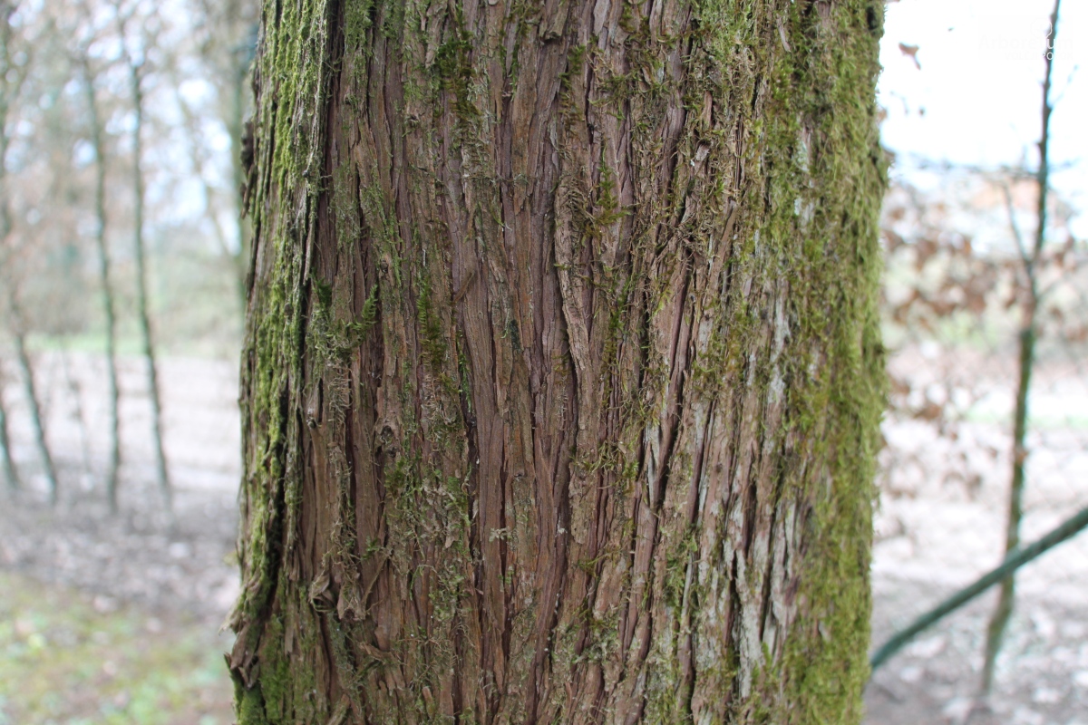 D-3-76_Juniperus chinensis ‘Keteleeri’_d