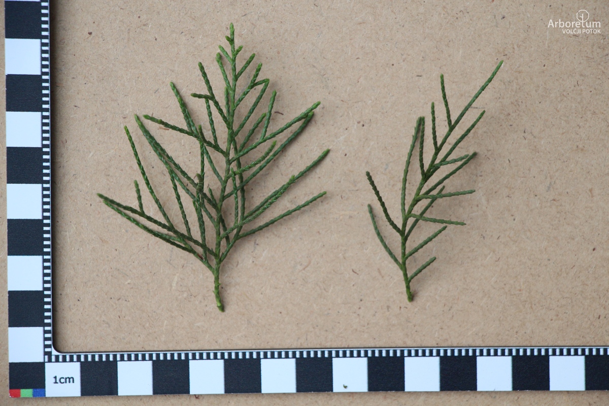 D-3-76_Juniperus chinensis ‘Keteleeri’_l5