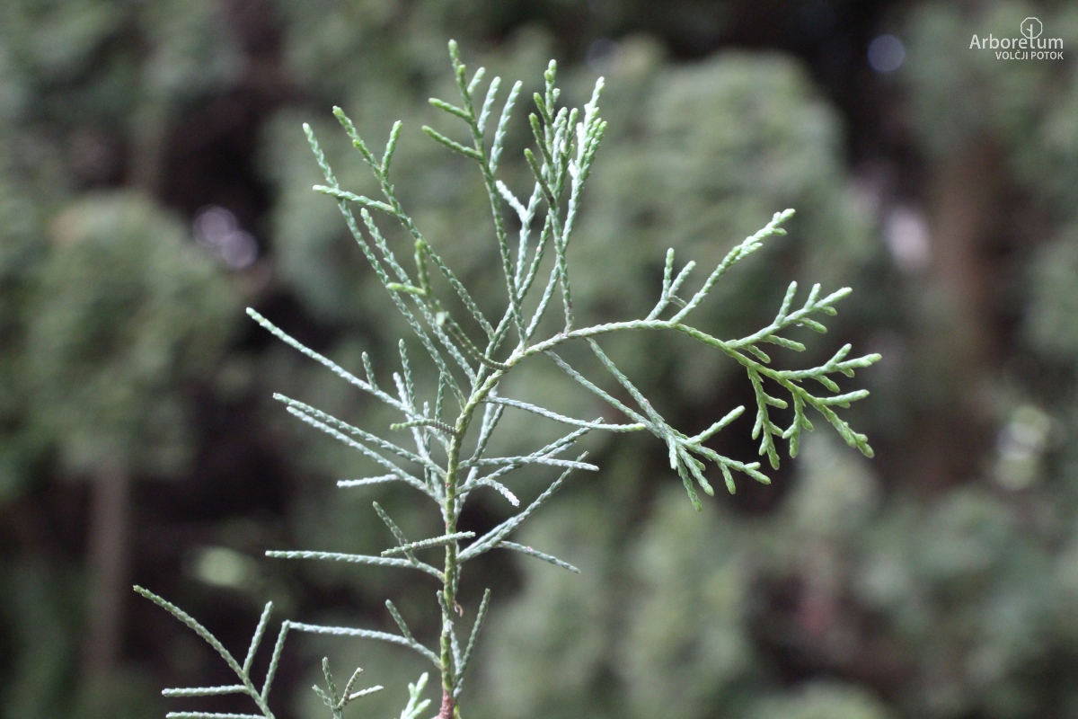 D-3-76_Juniperus chinensis ‘Keteleeri’_v
